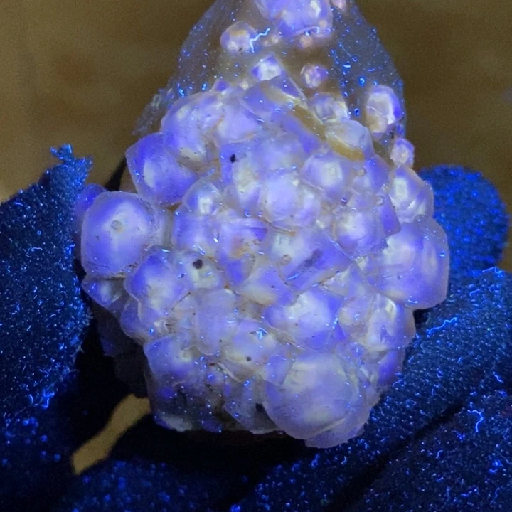 石材油胆小水母黄蜡烛