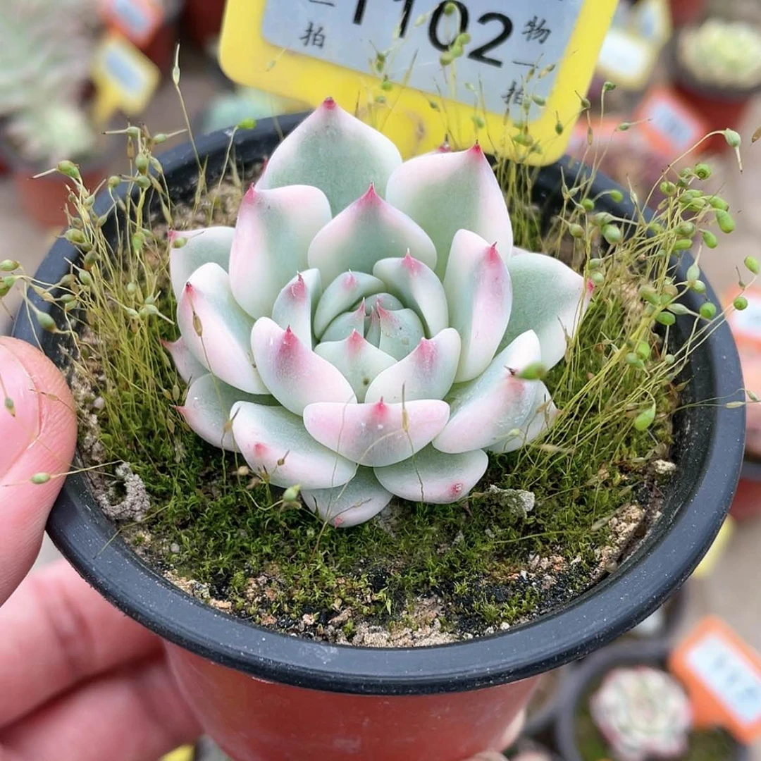 【闪购商品】1102号