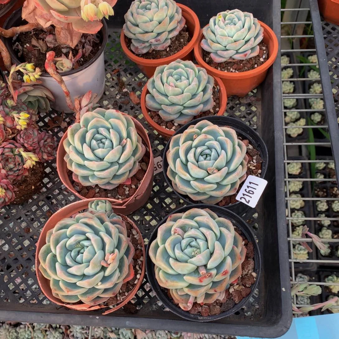 晨*a21611冰玉七个一起嗯嗯