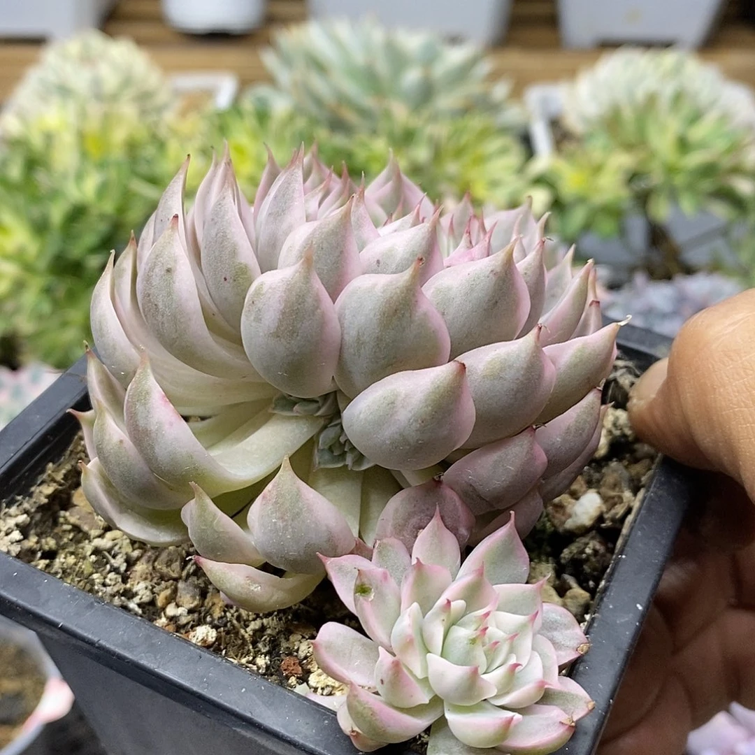 18205 玛格丽特锦自然群