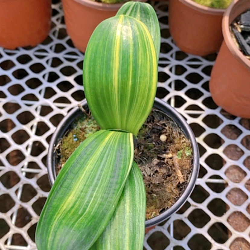 【闪购商品】当前无花朵，栽培后可花朵想***胖