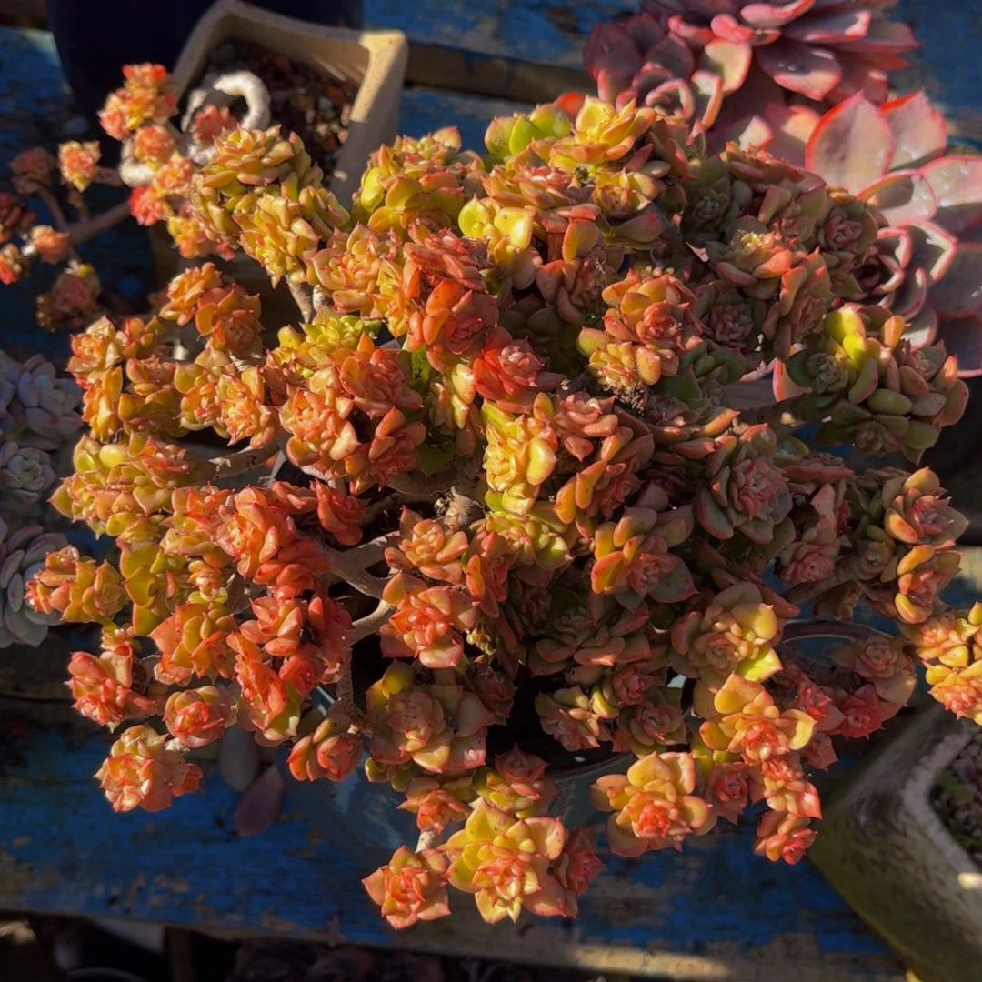 新疆西藏内蒙不发货，蜡牡丹