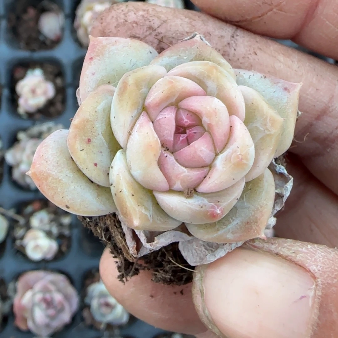 多肉小卡拉米糖心一物一拍