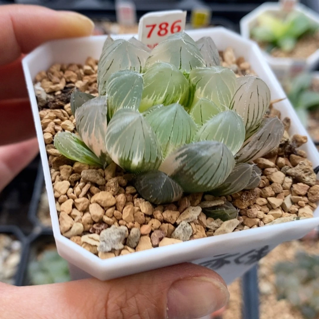 完全开放786三角赤线玉露锦