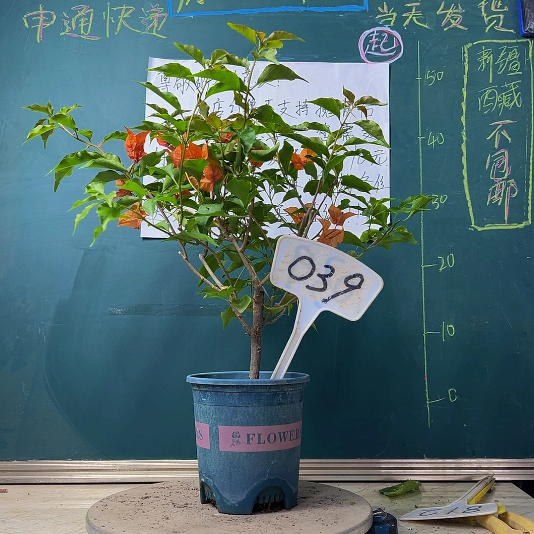 当前无花栽培后可以开花热火桑巴039