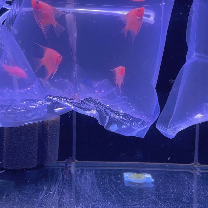 请***树七彩神仙鱼20条鱼一组