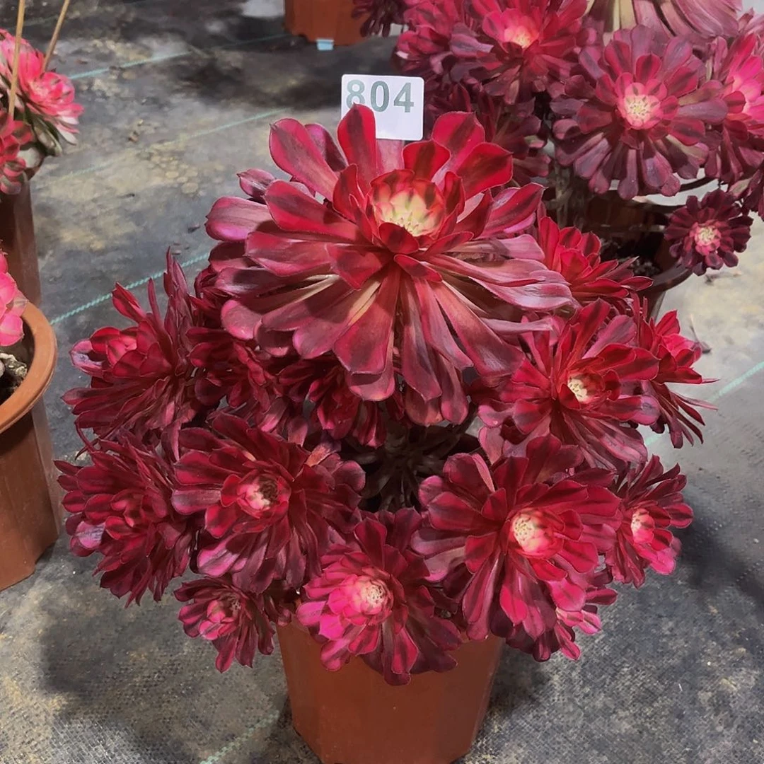 一****声多肉植物一物一拍804