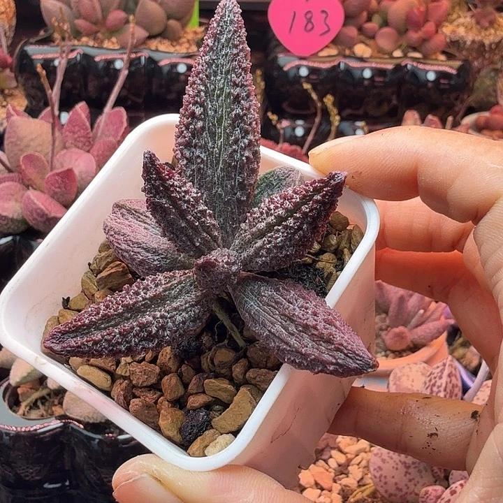 富****佬水蜜桃的味道真的很好闻啊