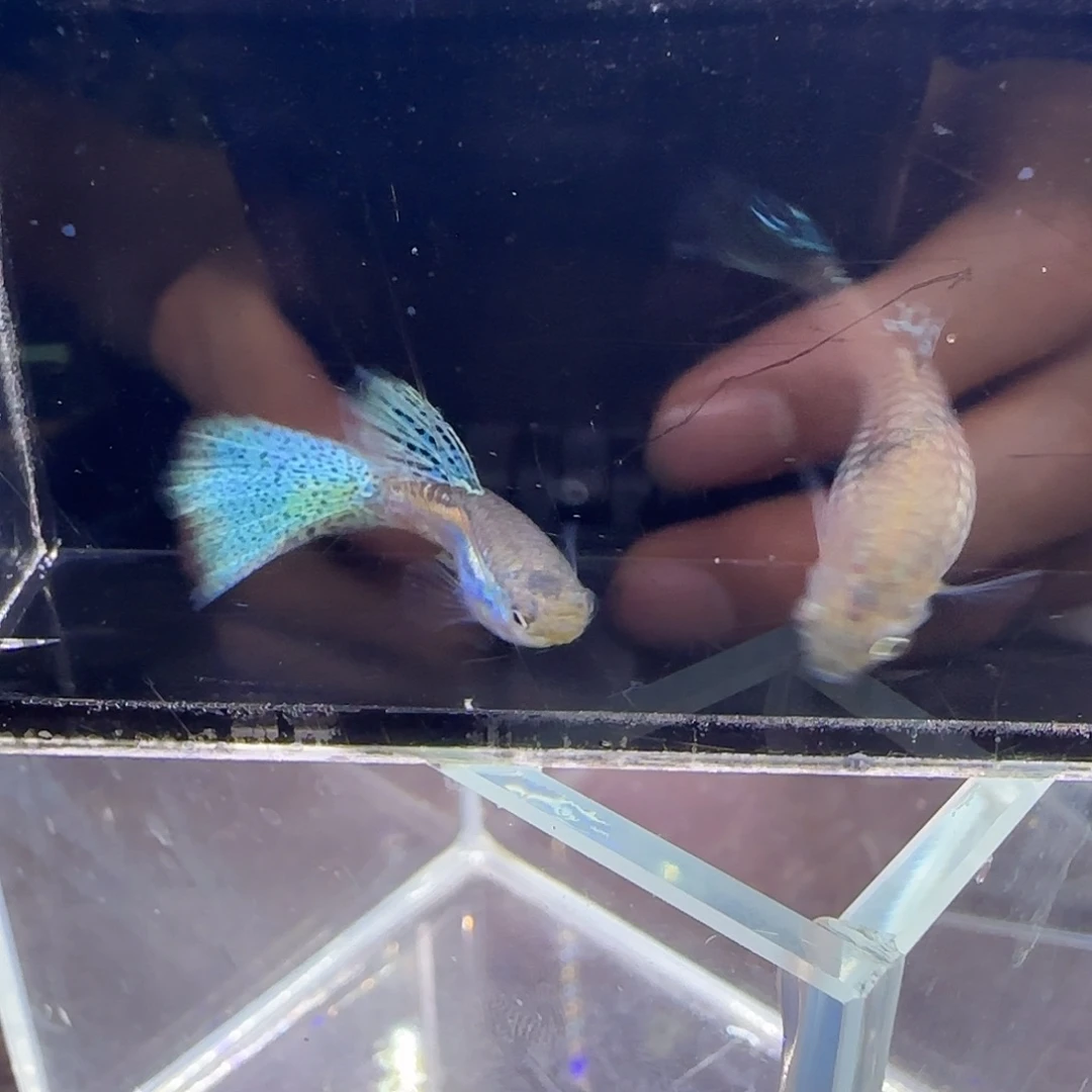 孔雀鱼蓝草一对，三个半月