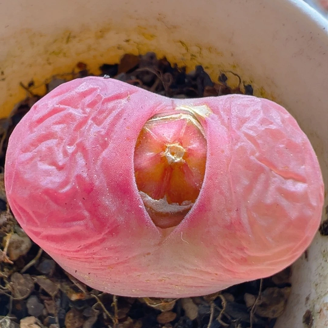 145多肉植物百科知识