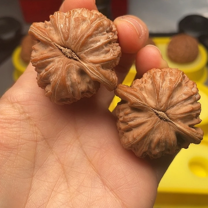 疯****白狮子40全品红皮