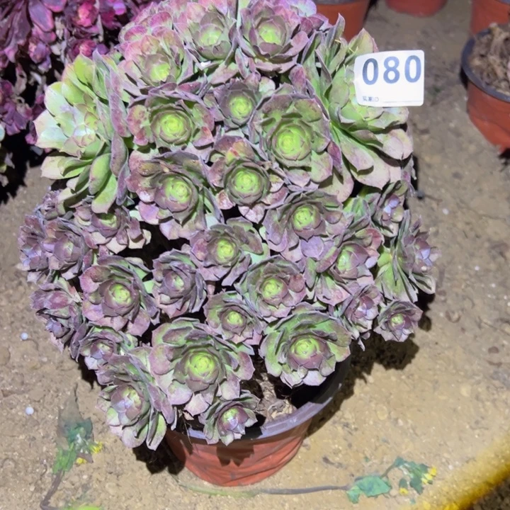 砍头万圣节多肉080