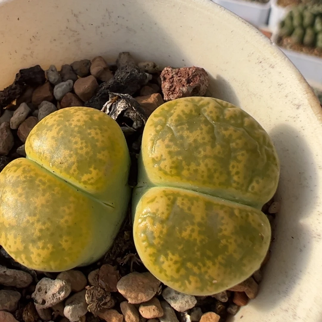 140多肉植物百科植物