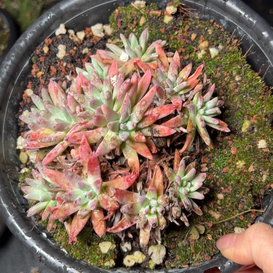 298哈哈哈哈哈哈哈