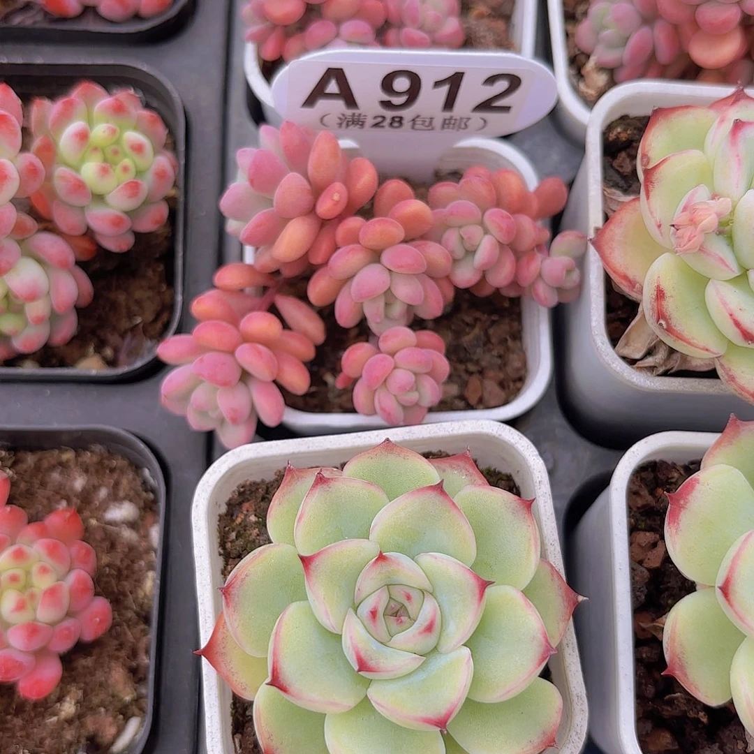 A912天线宝宝一物一拍