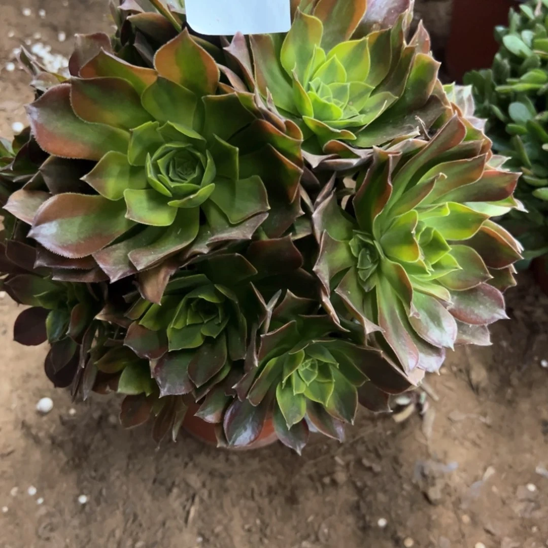 592号青檬多肉植物