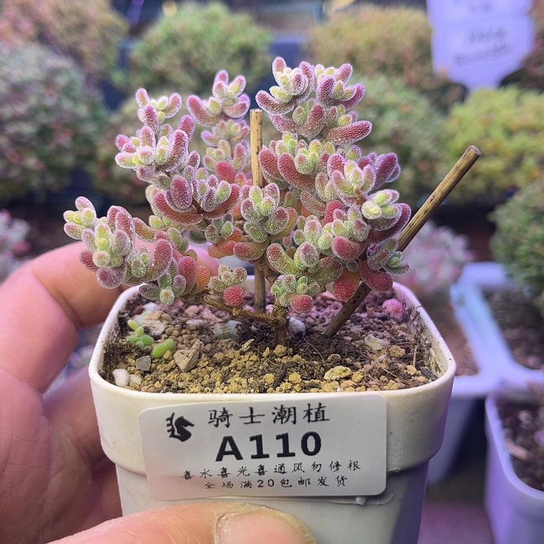 110优选冰晶枝干多肉