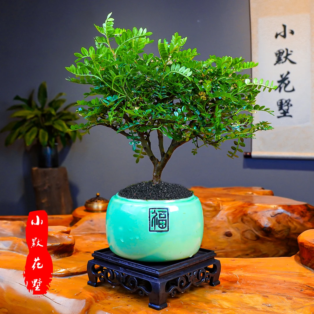 驱蚊驱虫清香木胡椒木盆栽室内好养懒人绿植阳台四季常青净化空气