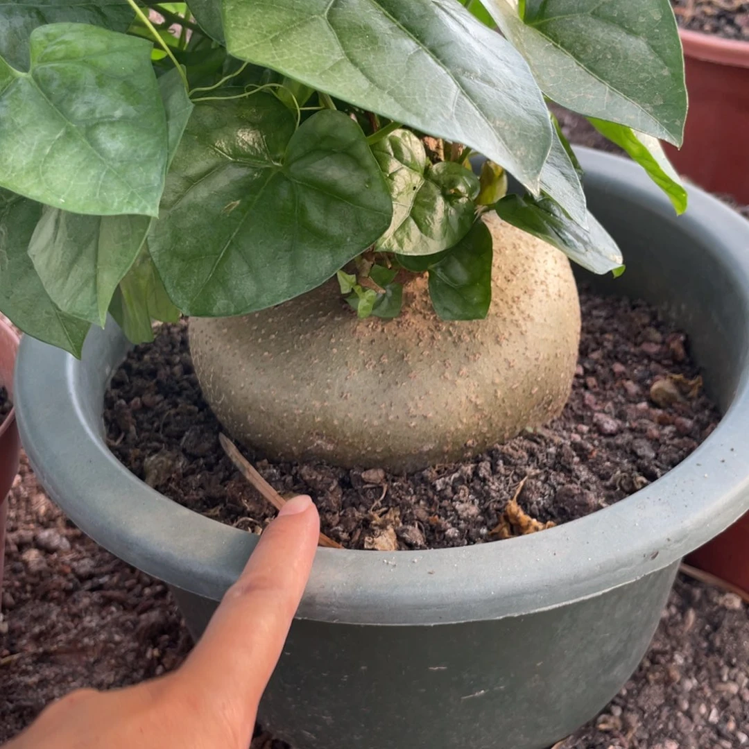 无花朵睡布袋块根