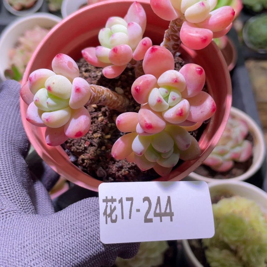 花利美17-244罗琦群