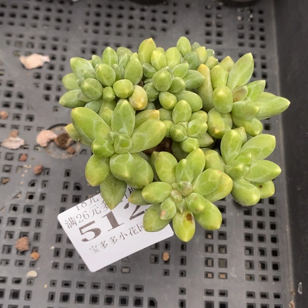 千代田之松缀化一物一拍满18包邮满26送一颗多肉