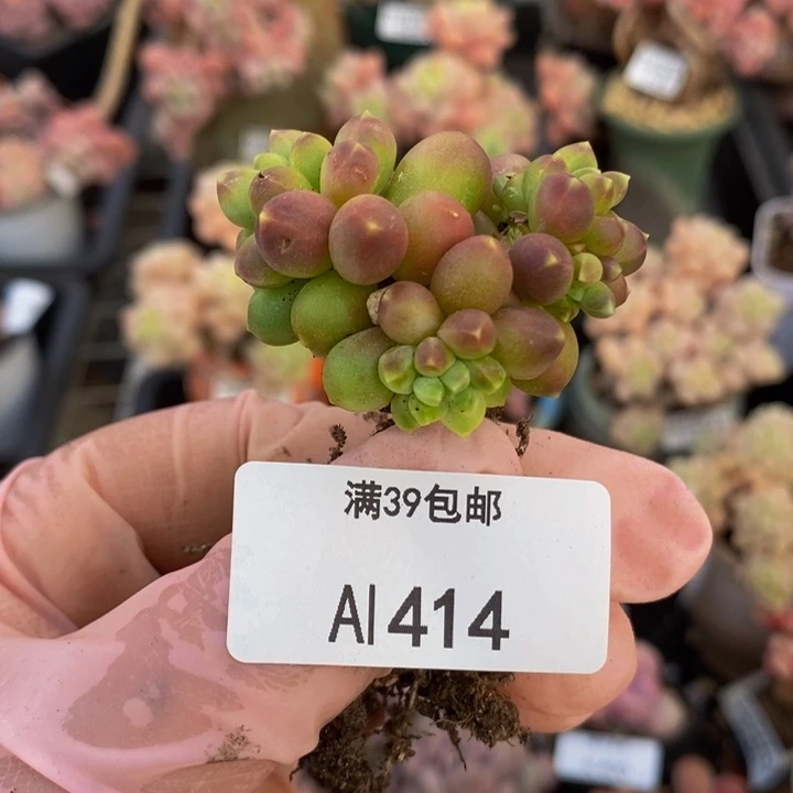 玲*香蕉树414多肉植物