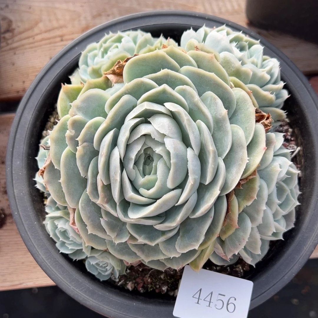 农**果4456不包整肉肉肉肉肉肉