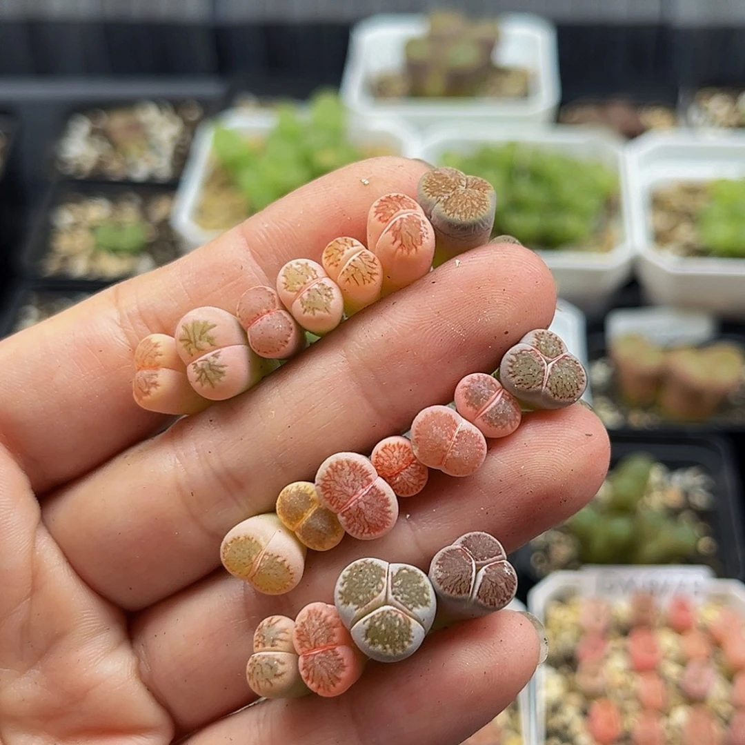 一物一拍红窗菊锦8782