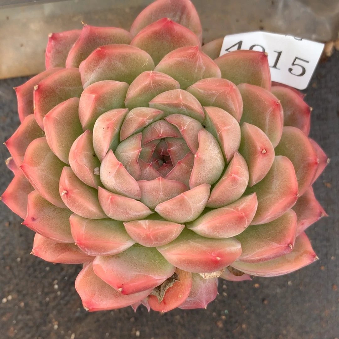 4915杂交多肉植物