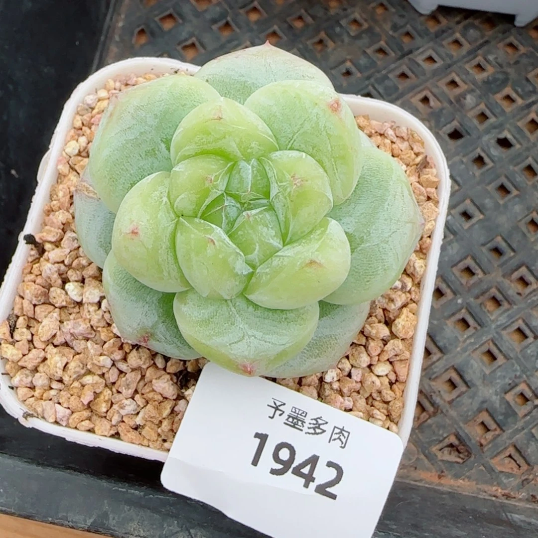 白泽福利，1942多肉植物