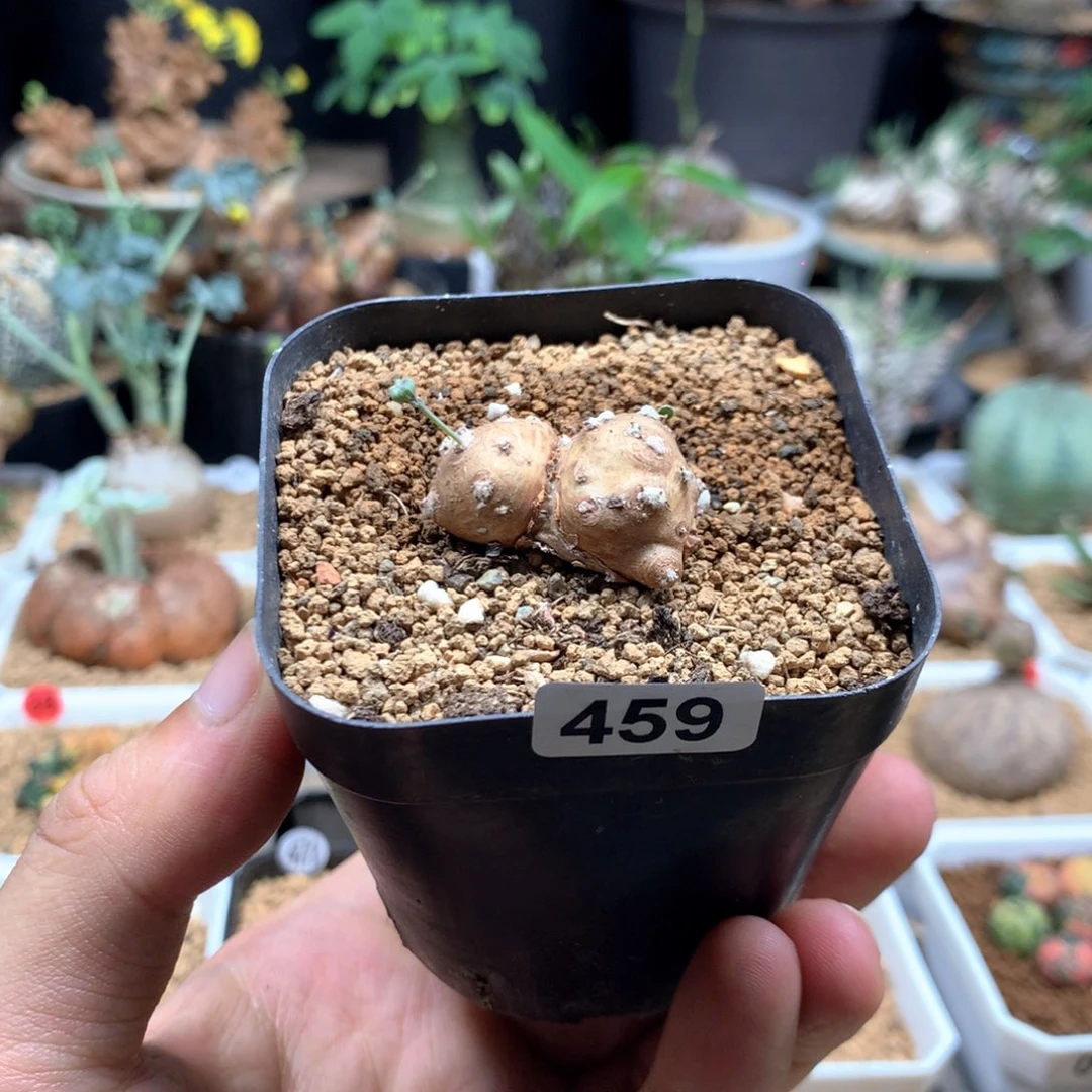 格加厚敦菊母本多肉带盆发货