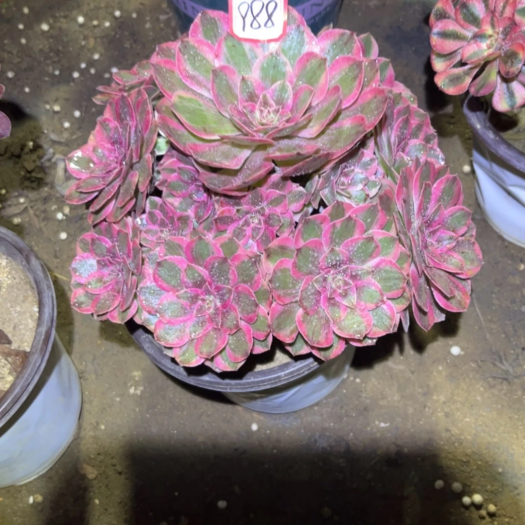 988多肉植物赤子心