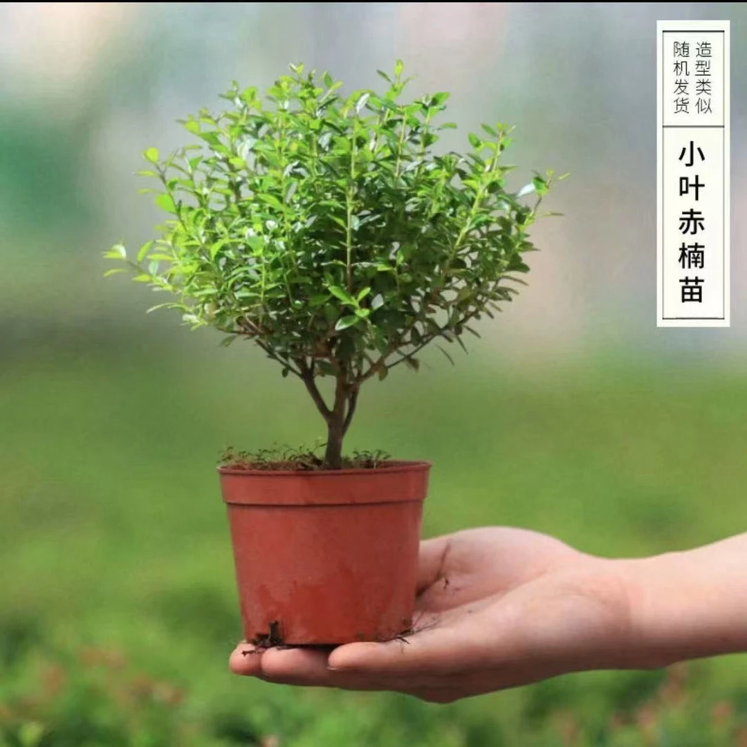 小叶赤楠 嬉水茶桌办公室内绿植净化空气好养常青常绿