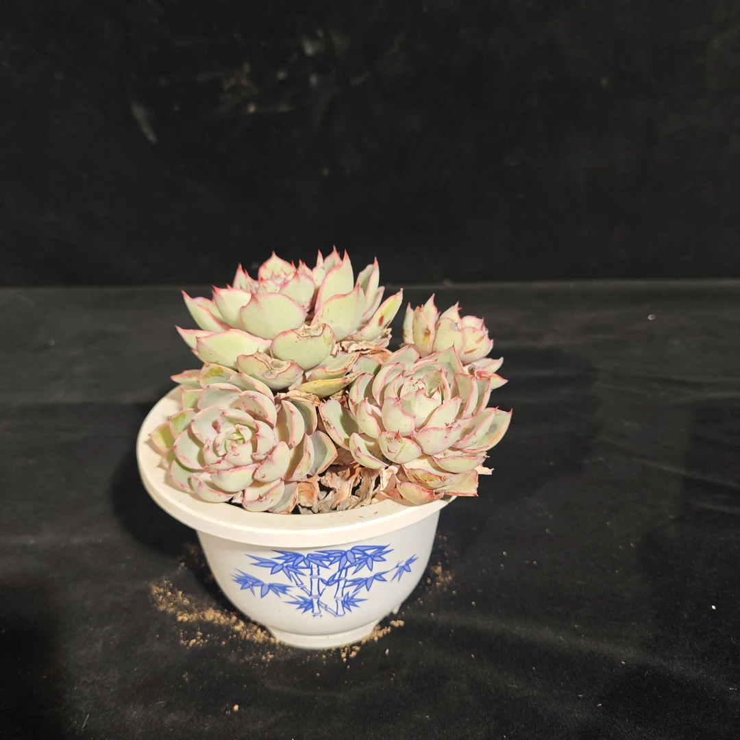 玲珑1号棚赫拉多肉植物新人小白可易养活客厅阳台庭院