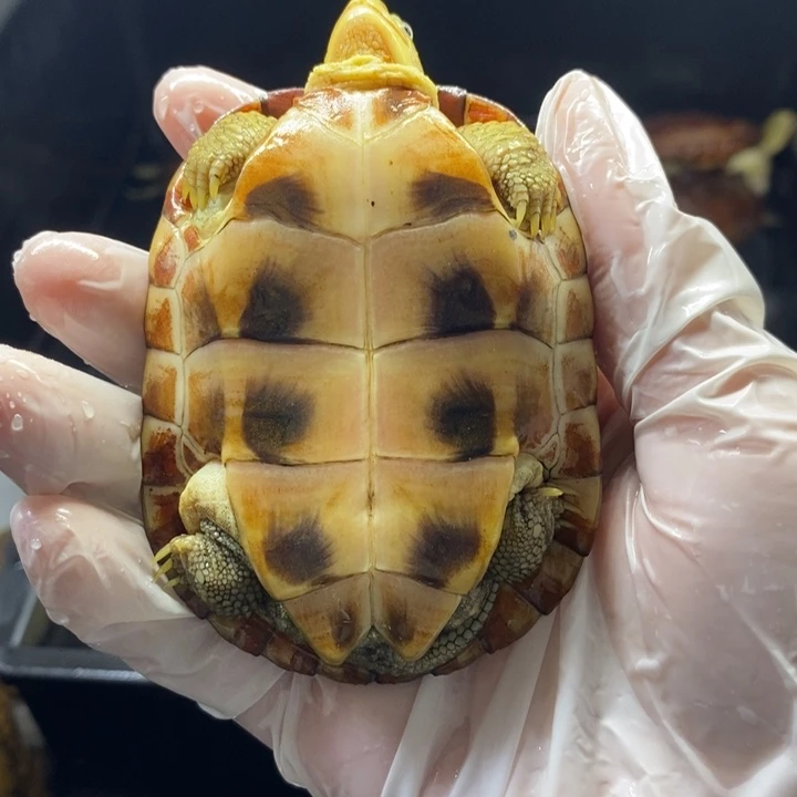 傣***人母宠物龟8.1厘米水锈