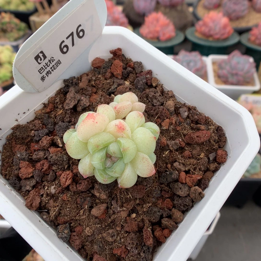 676 糖心冰玉多肉