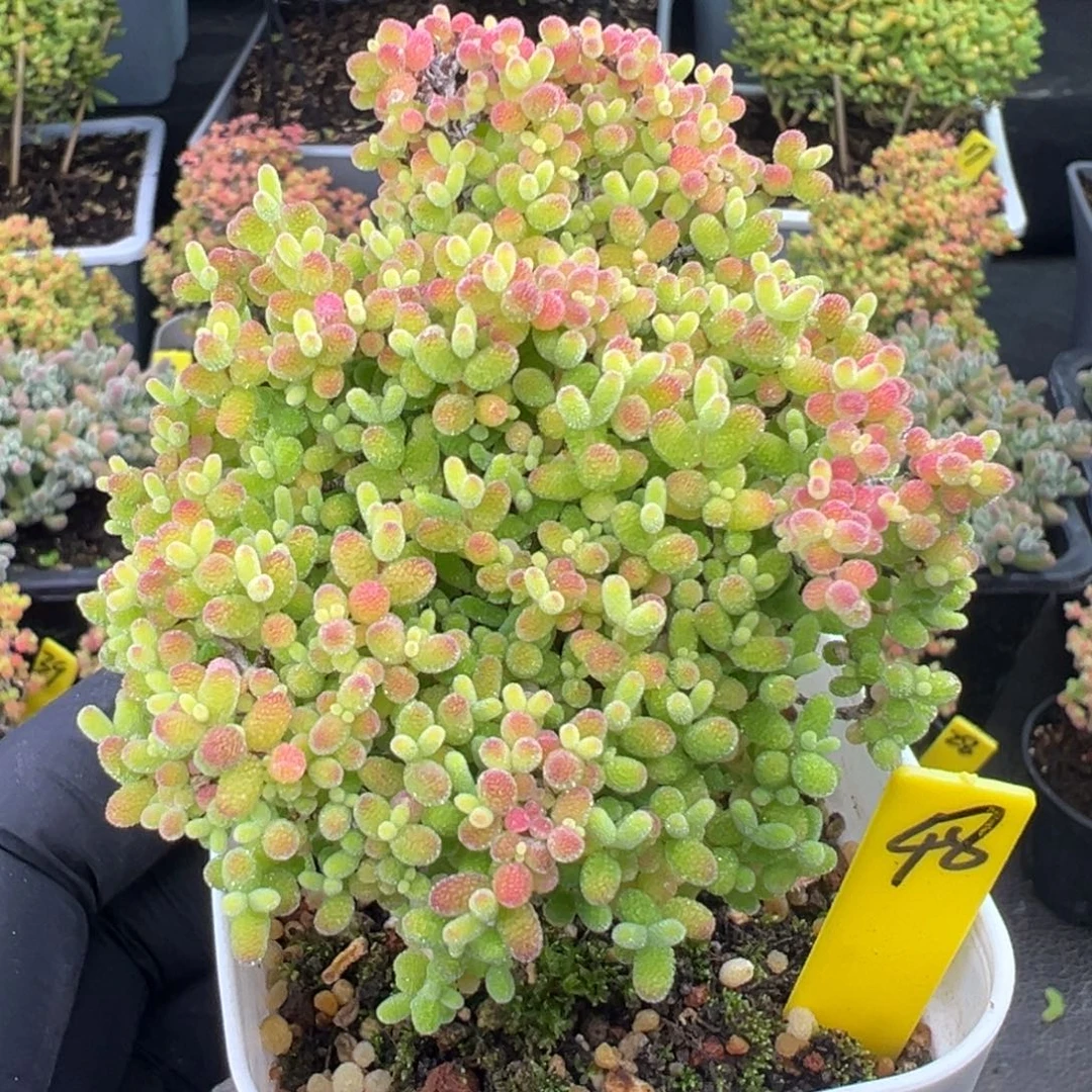 蜜橘糖球48号6.5cm盆