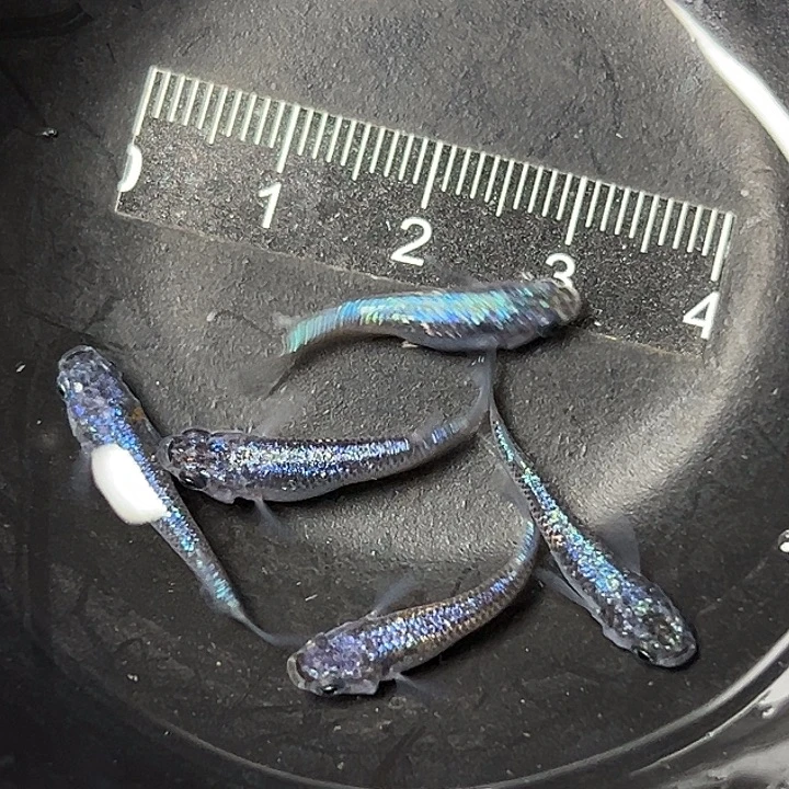 青鳉鱼海王星一组25