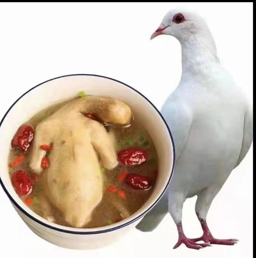 信鸽 肉鸽 观赏鸽 直播专用链接