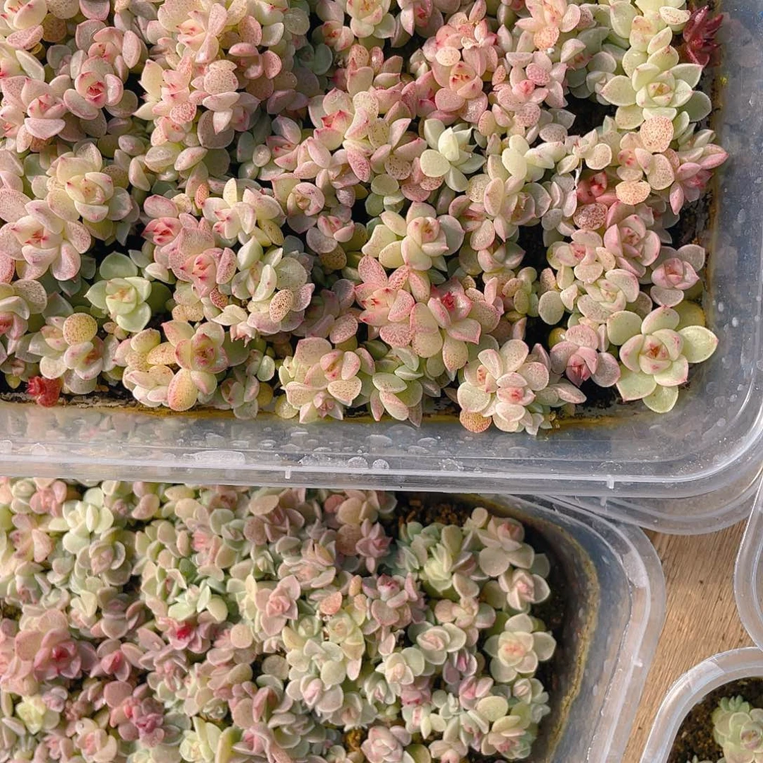 立***制多肉植物多肉植物36