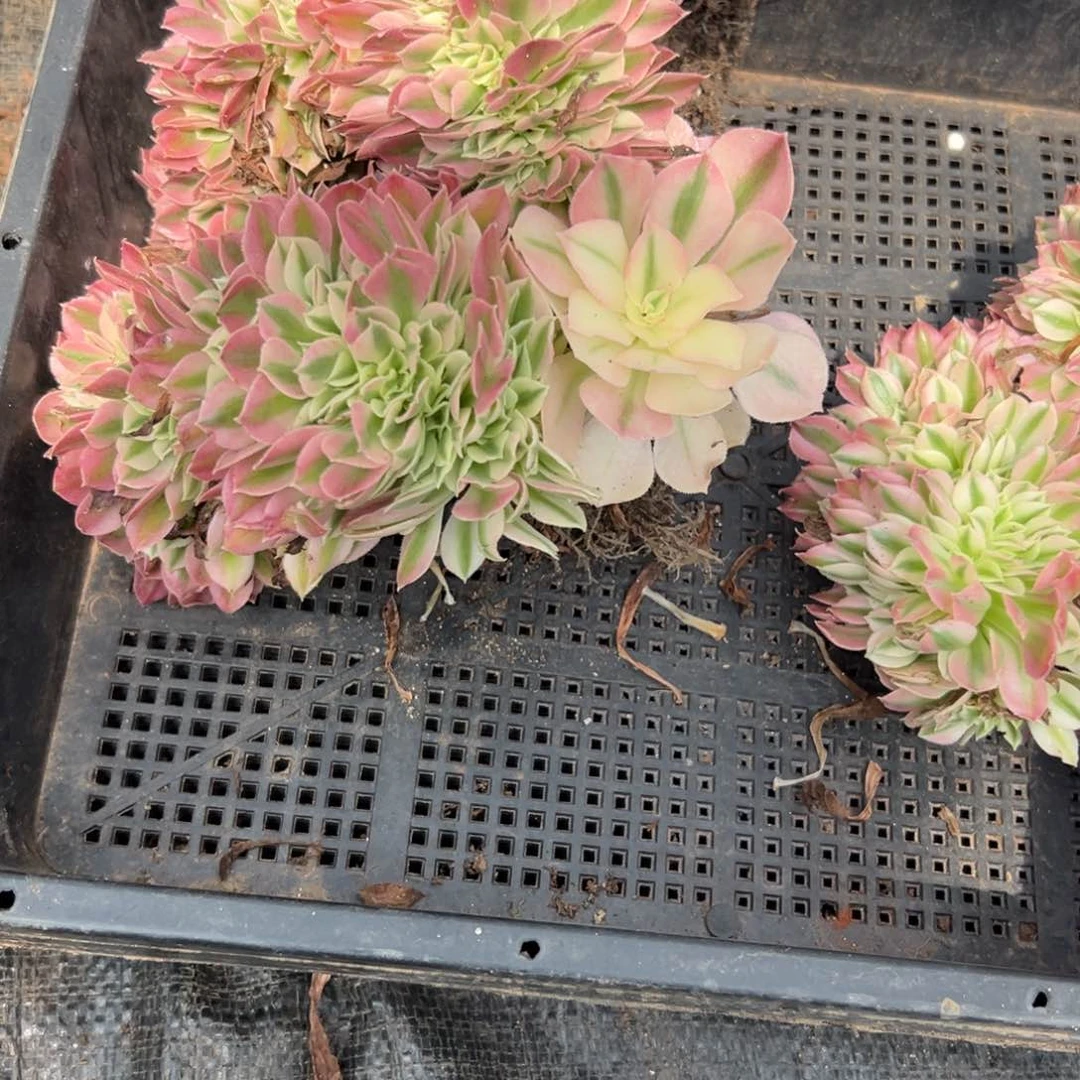 告白缀一颗9.9多肉