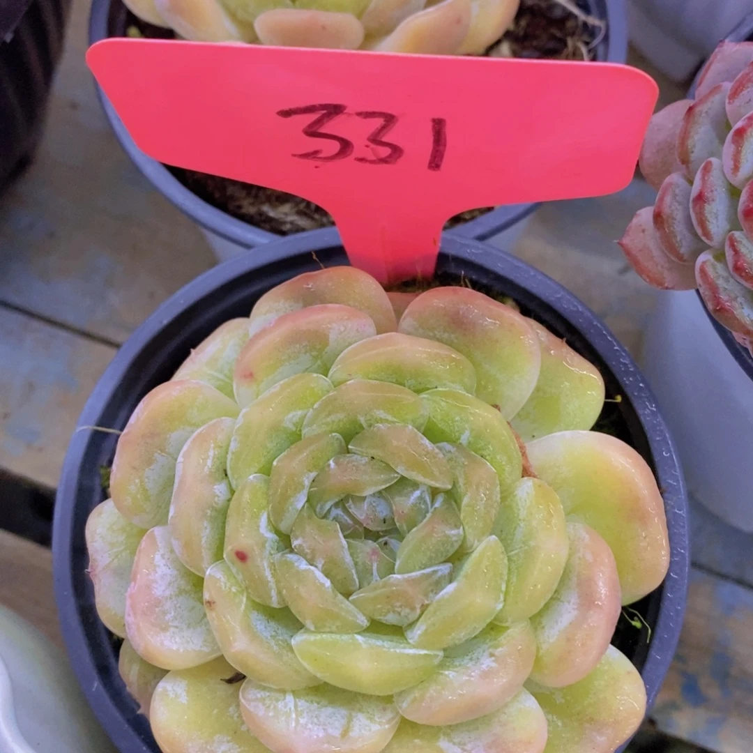 开心多肉，第一场破价，不做对比