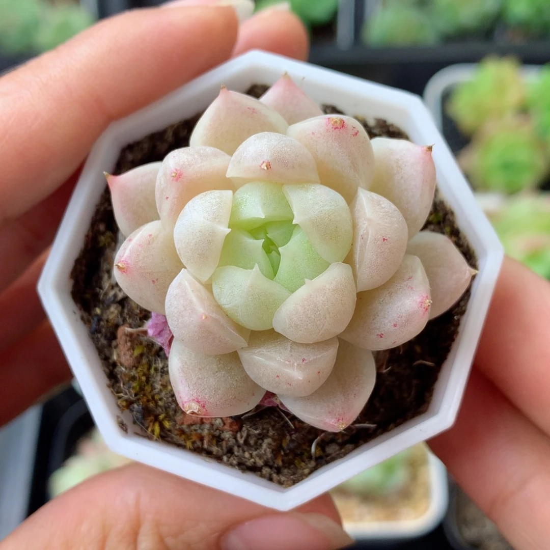 58包邮  群生不包整 156