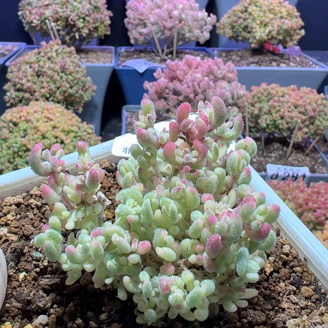 d311红宝石锦枝干番杏