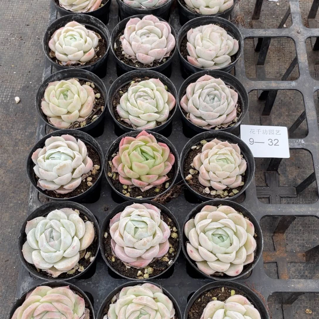 一物一拍18棵9-32