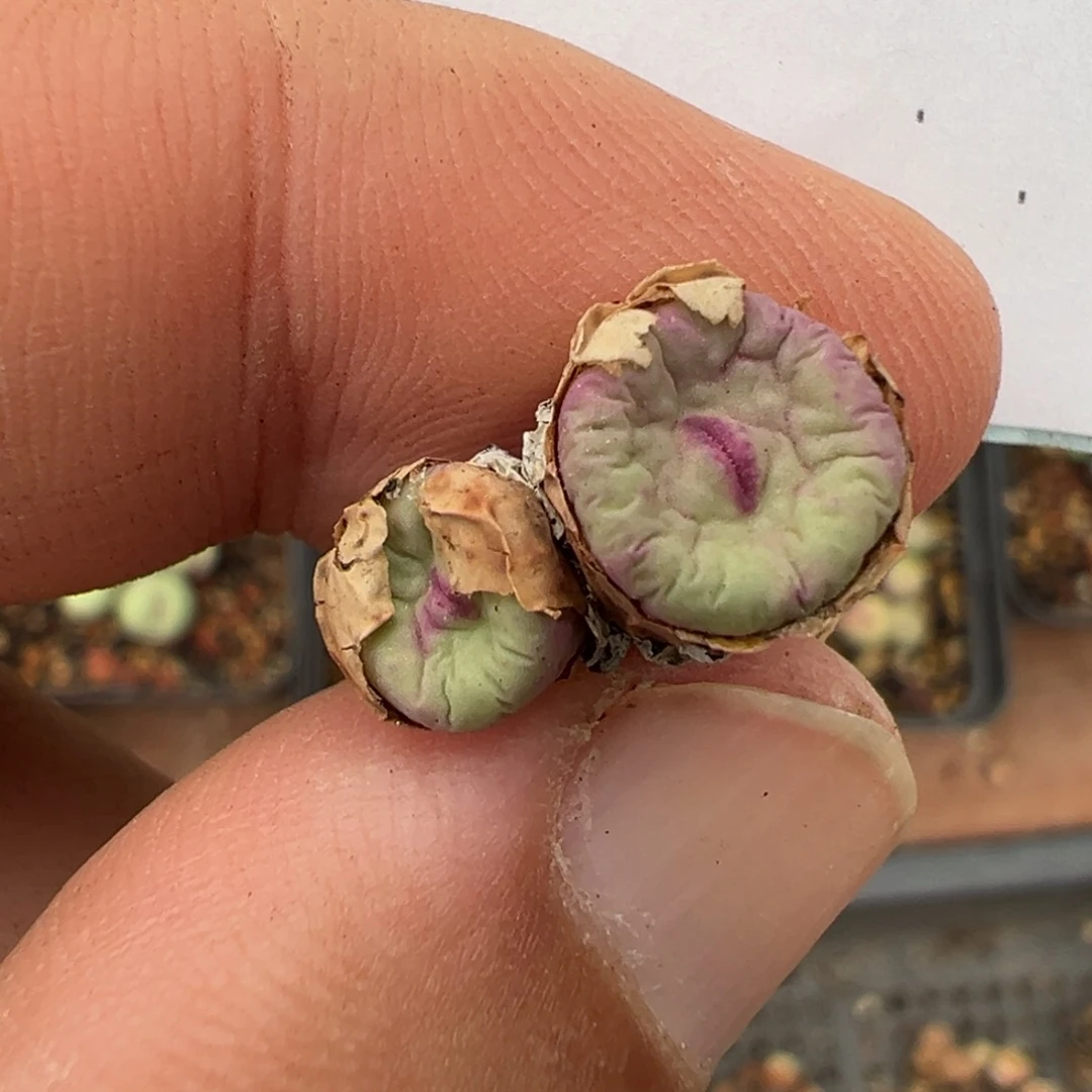 佛***怀19-90肉锥多肉植物