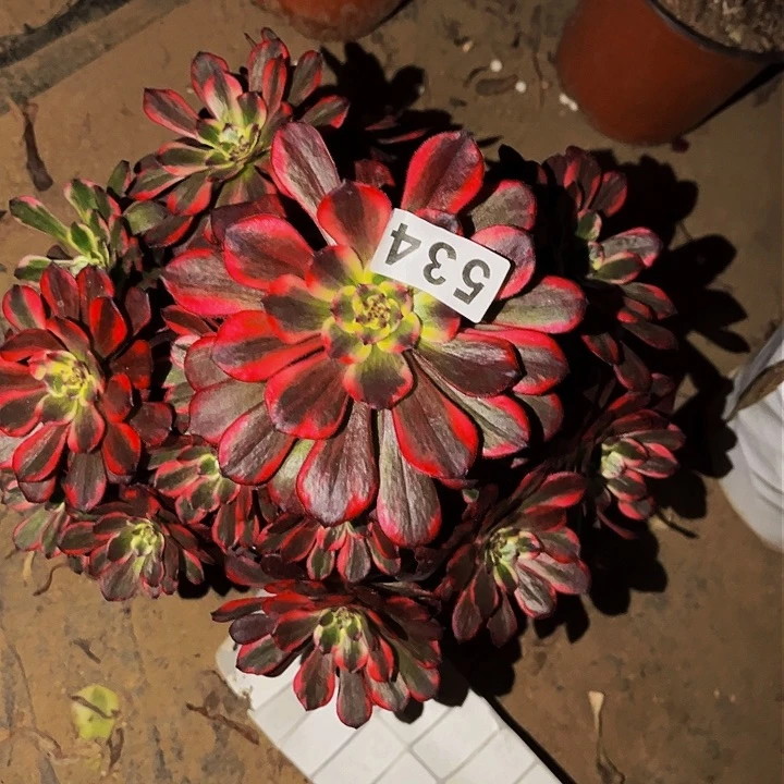 534烟花多肉植物处理不售后