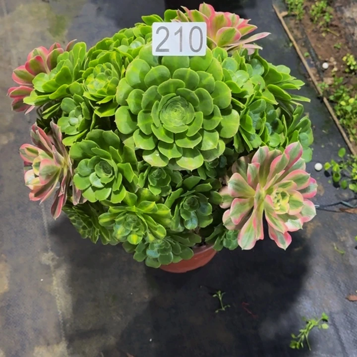 000000000210嫁接多肉植物