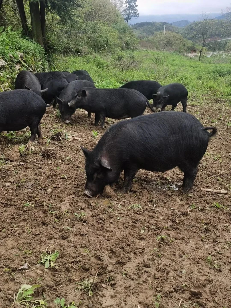 大山散养藏香猪肉新鲜现杀冷链发货