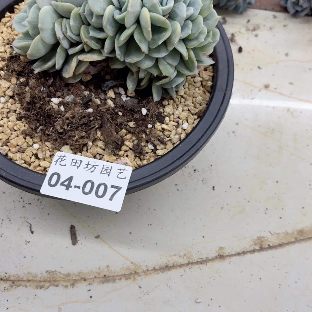 04.007劳林缀化一个